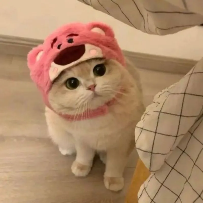 Mèo avatar là biểu tượng của sự dễ thương không thể chối từ Mèo avatar là biểu tượng của sự dễ thương không thể chối từ