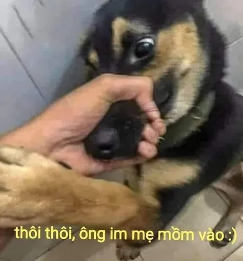 Meme từ chối khiến fan thích thú