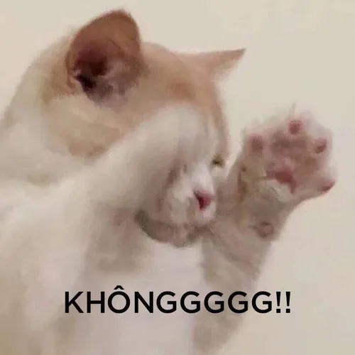 Meme từ chối ngộ nghĩnh đáng nhớ