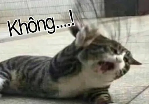 Meme từ chối hài hước đến khó tin