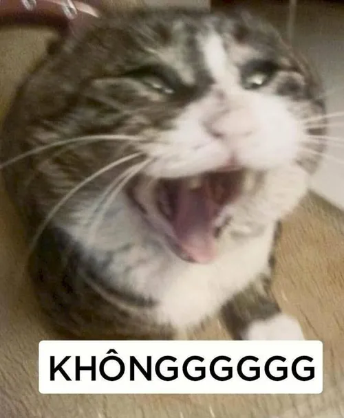 Meme từ chối lan tỏa sự tích cực