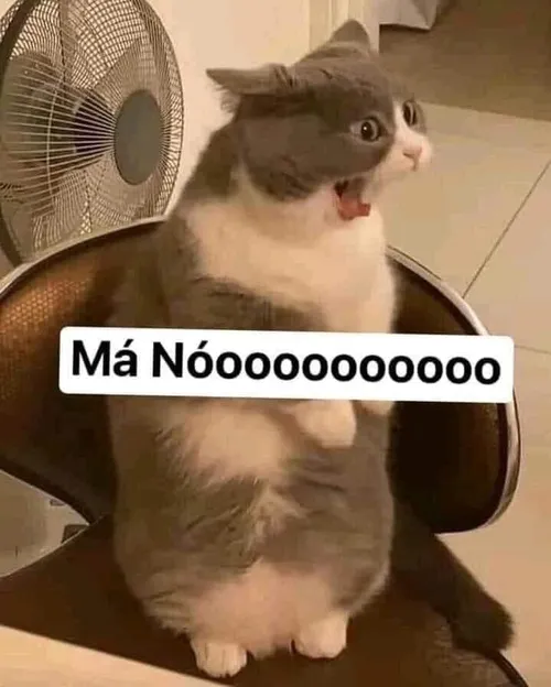 Meme từ chối ngộ nghĩnh và hài hước