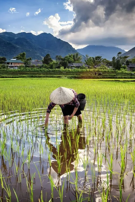 Hình ảnh gái quê xinh đẹp với ánh mắt long lanh Hình ảnh gái quê xinh đẹp với ánh mắt long lanh