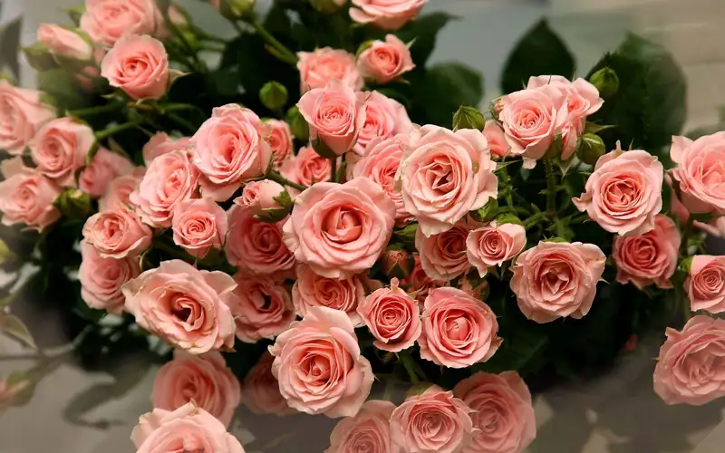 Tặng người yêu ảnh hoa hồng đẹp, đong đầy cảm xúc Tặng người yêu ảnh hoa hồng đẹp, đong đầy cảm xúc