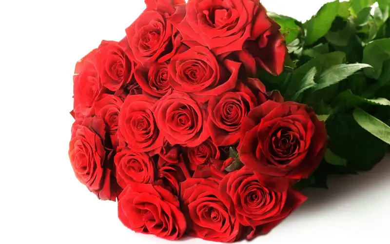 Hoa hồng đẹp tuyệt vời cho người yêu thương nhất của bạn Hoa hồng đẹp tuyệt vời cho người yêu thương nhất của bạn