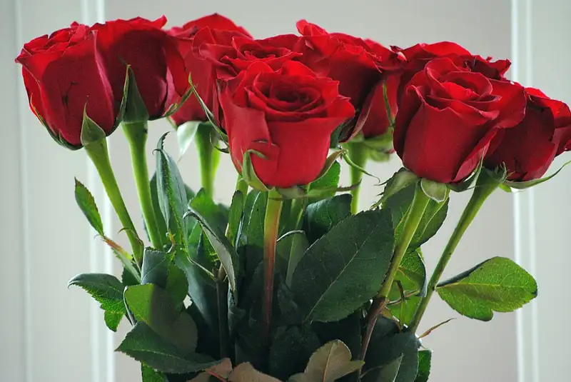 Tặng người yêu ảnh hoa hồng đẹp như một lời yêu thương Tặng người yêu ảnh hoa hồng đẹp như một lời yêu thương