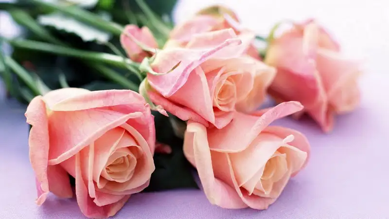 Gửi tặng người yêu ảnh hoa hồng ý nghĩa trong dịp đặc biệt Gửi tặng người yêu ảnh hoa hồng ý nghĩa trong dịp đặc biệt