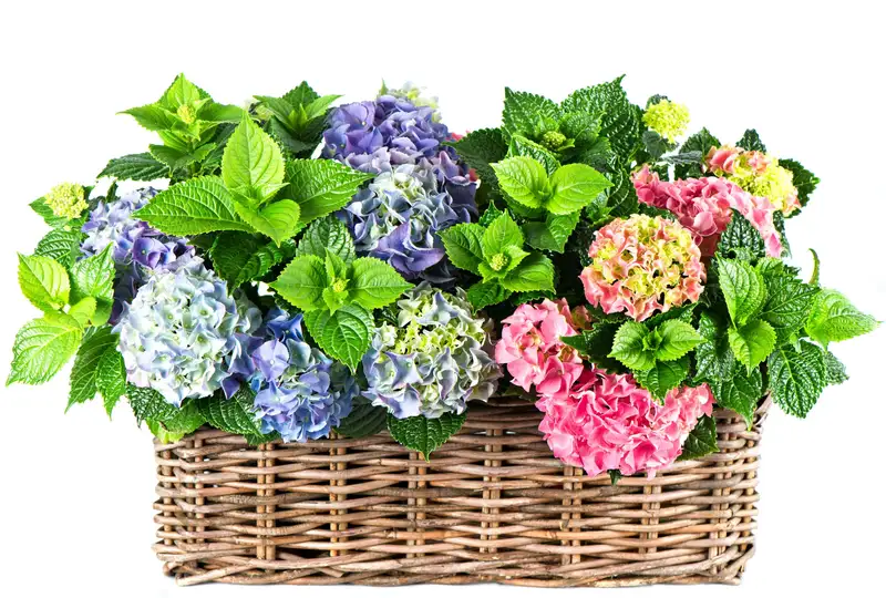 Hình tặng 20/10 ý nghĩa cho người phụ nữ bạn yêu quý Hình tặng 20/10 ý nghĩa cho người phụ nữ bạn yêu quý