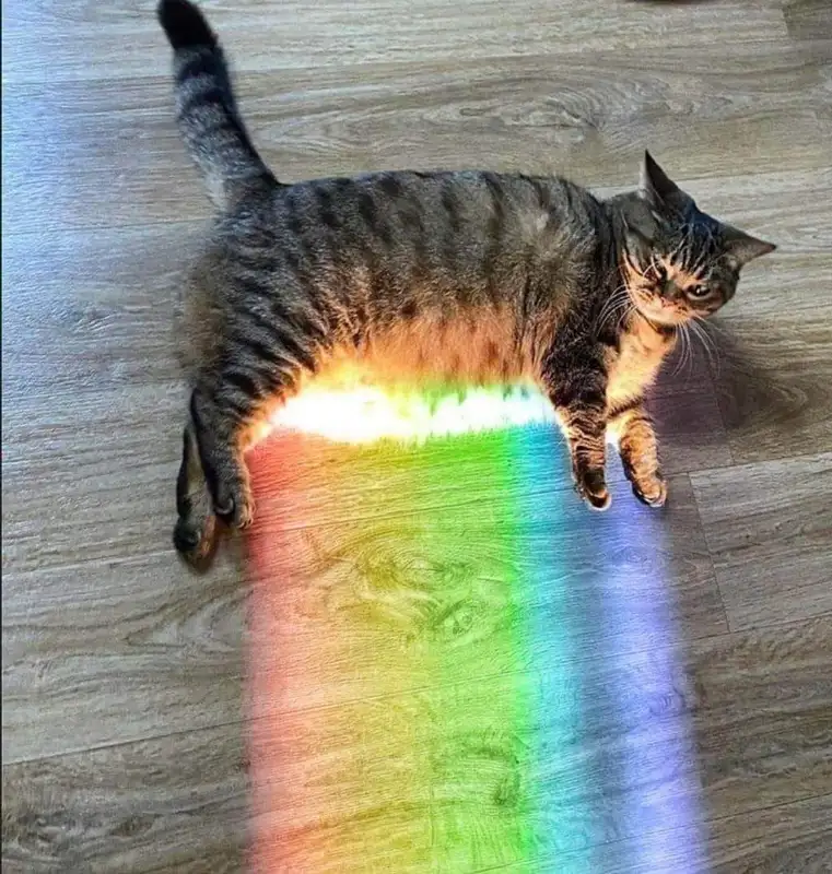 Meme LGBT dễ thương