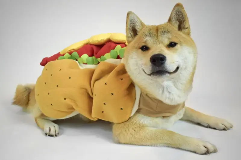 Doge meme với nét mặt gợi đòn
