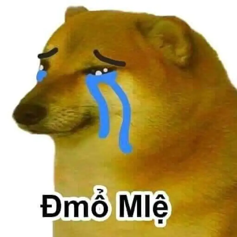 Doge meme siêu đáng yêu