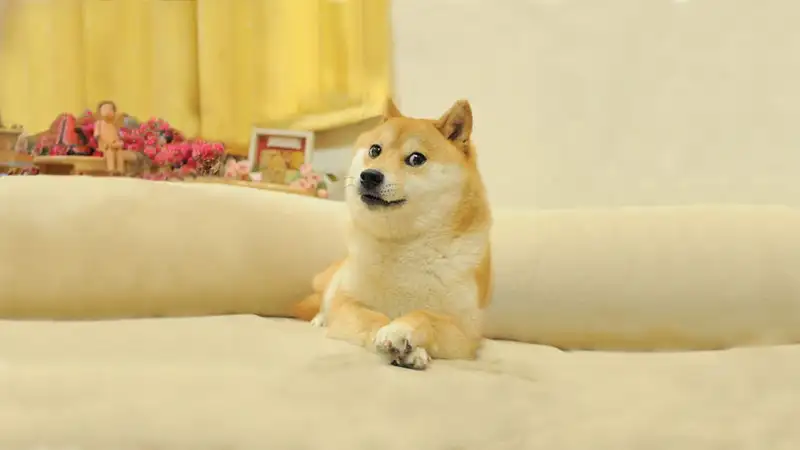 Doge meme với biểu cảm dễ thương