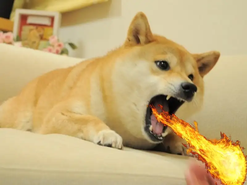 Doge meme hài hước không thể cưỡng lại