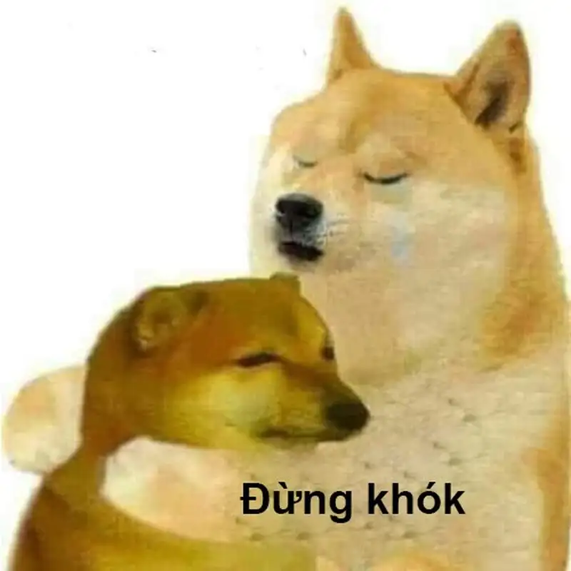 Doge meme vui nhộn cho mọi người