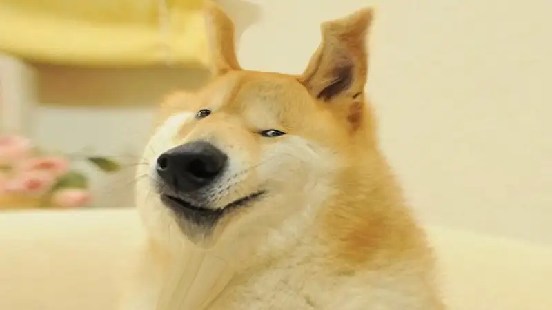 Doge meme với nụ cười tinh nghịch