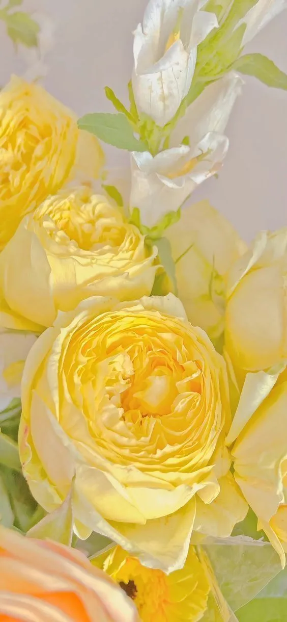 Làm sáng không gian sống bằng avatar màu vàng cute đầy ý nghĩa. Làm sáng không gian sống bằng avatar màu vàng cute đầy ý nghĩa.