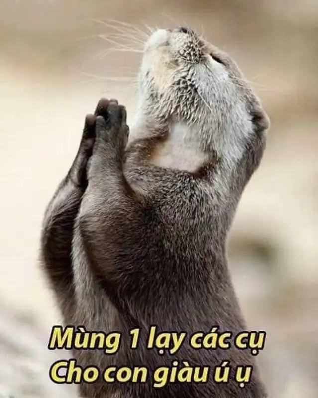 Meme lạy khơi dậy cảm giác vui tươi