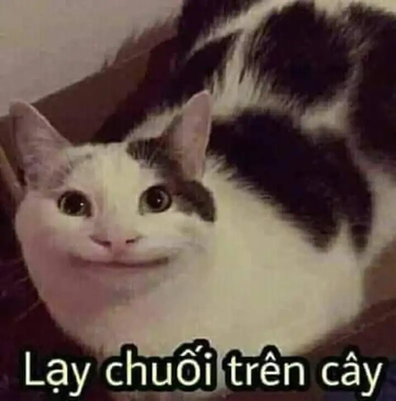 Meme lạy khiến cộng đồng mạng thích thú