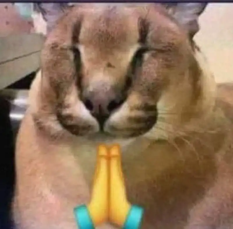 Meme lạy với biểu cảm ngộ nghĩnh