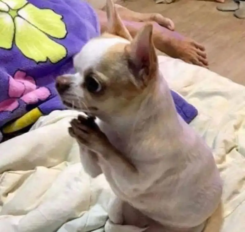 Meme lạy tạo nên cảm giác bất lực hài hước