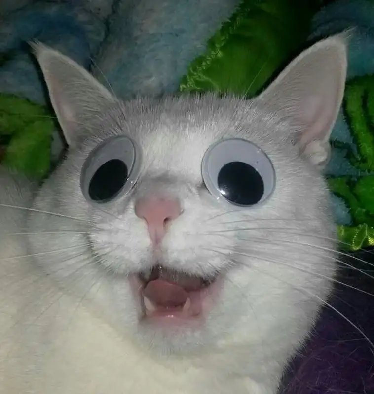 Vô tri meme làm người xem cười sảng khoái