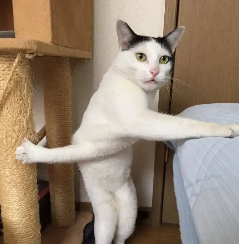 Meme vô tri lan truyền rộng rãi trên mạng