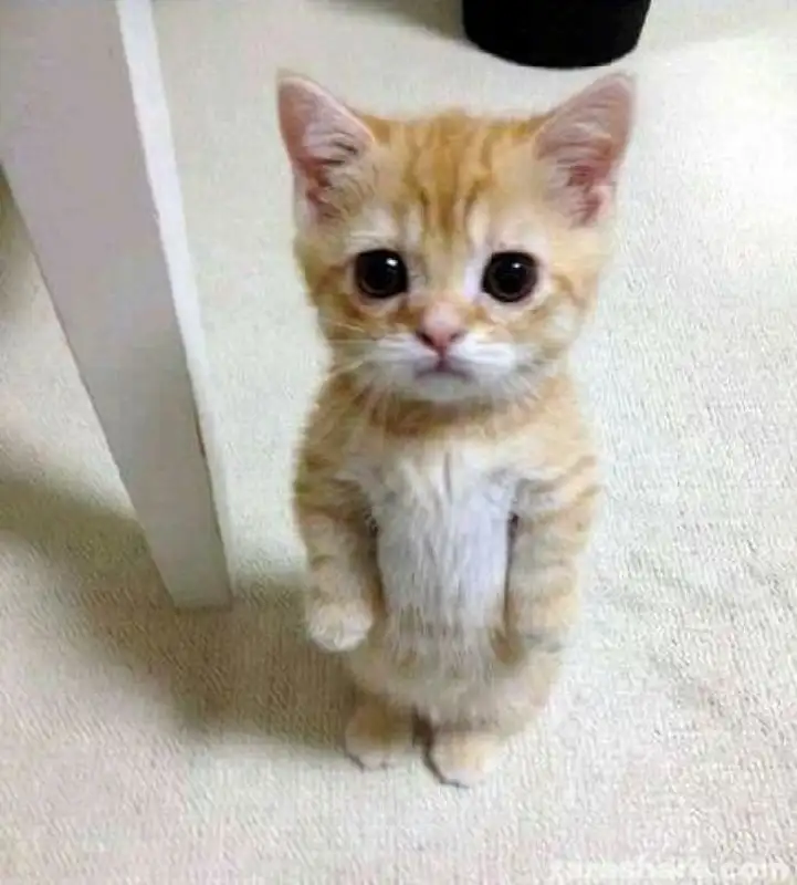 Meme vô tri mang lại cảm giác thư giãn