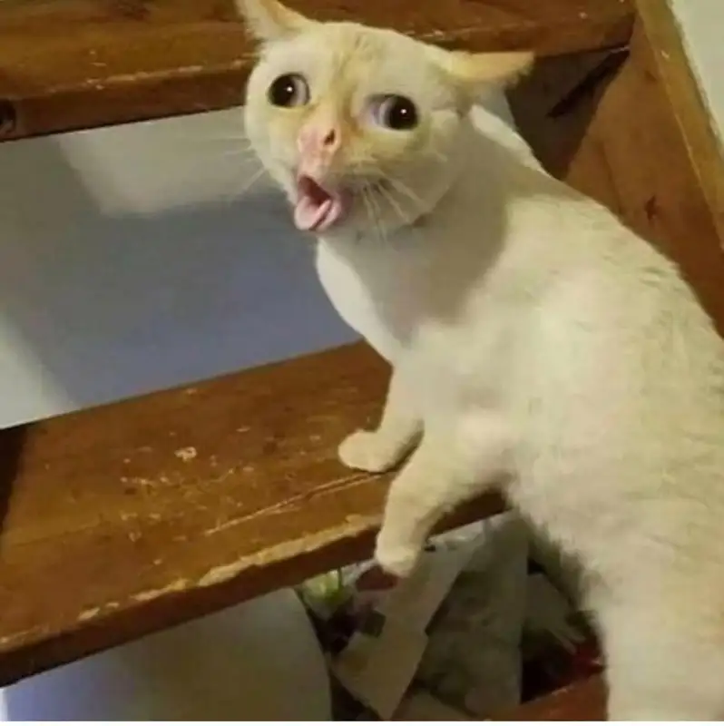 Vô tri meme làm tăng sự phấn khích