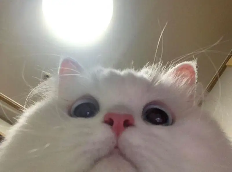 Meme vô tri khiến người xem bật cười lớn