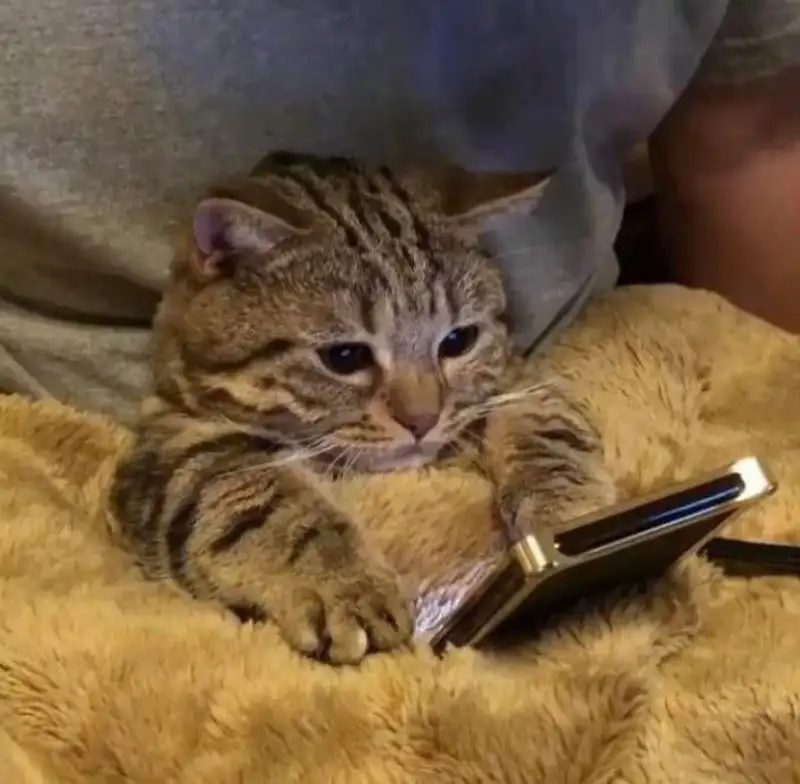 Vô tri meme lan tỏa tinh thần vui vẻ