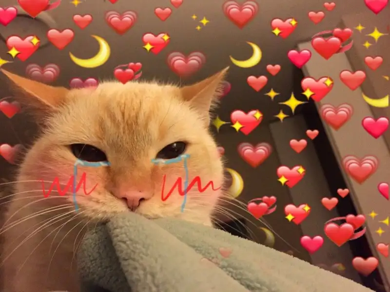 Vô tri meme hài hước làm người xem thích thú
