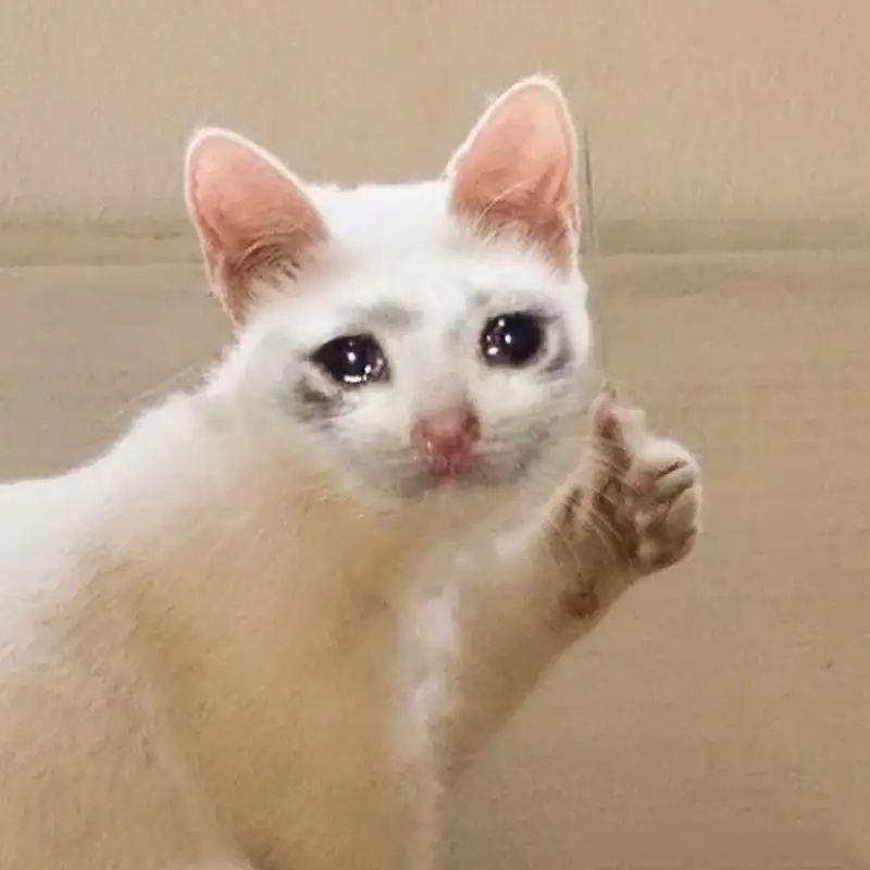 Mèo vô tri meme với đôi mắt lung linh