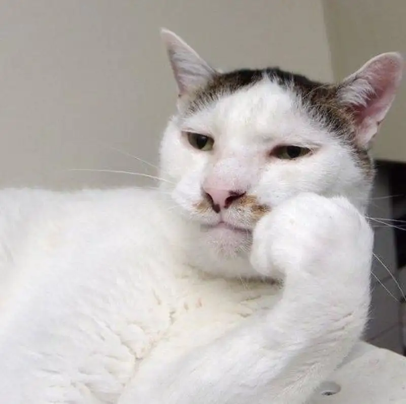 Meme vô tri làm người xem cảm thấy thư giãn