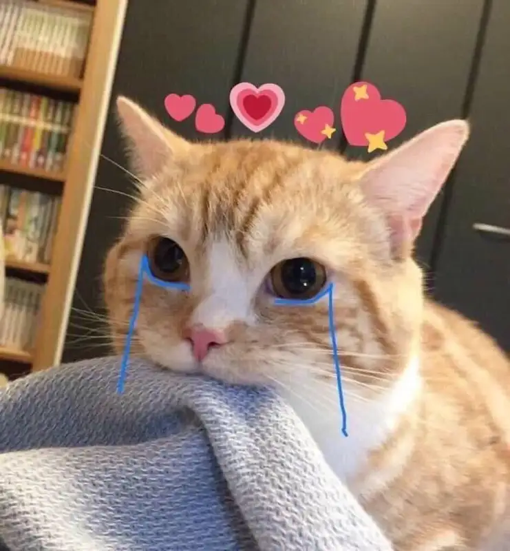 Meme vô tri lan tỏa tiếng cười