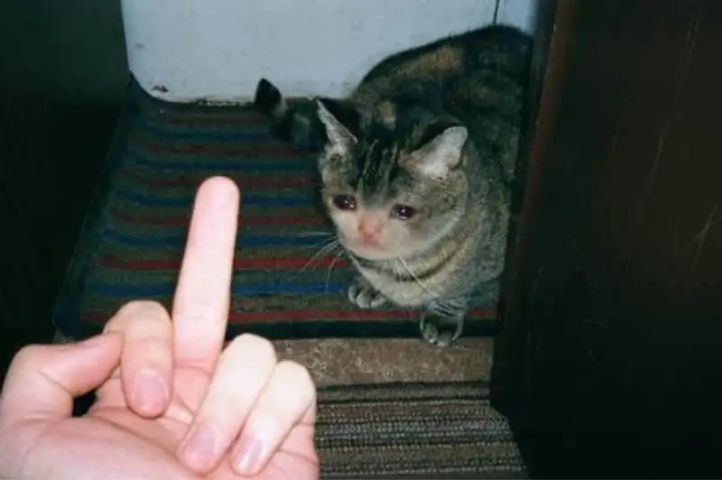 Meme vô tri giúp cộng đồng mạng thư giãn
