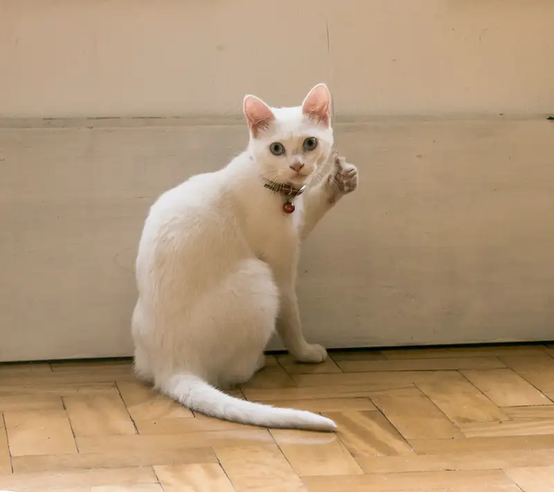 Meme vô tri lan tỏa niềm vui đến mọi người