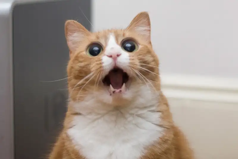 Meme vô tri lan truyền tiếng cười khắp nơi