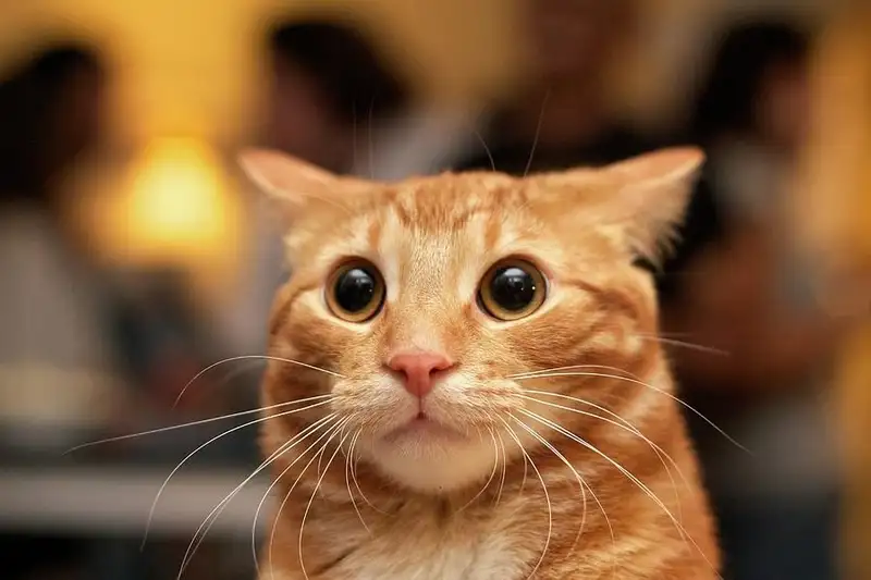 Vô tri meme giúp người xem cảm thấy vui vẻ