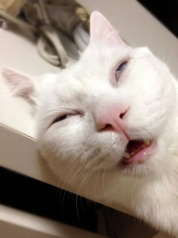 Meme vô tri với biểu cảm ngộ nghĩnh