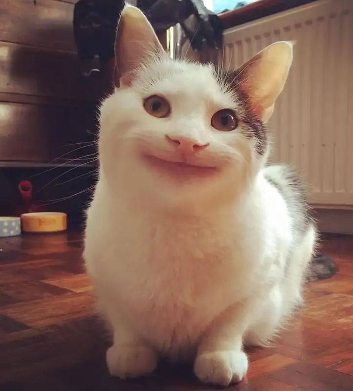 Meme mèo cười vô tri hài hước