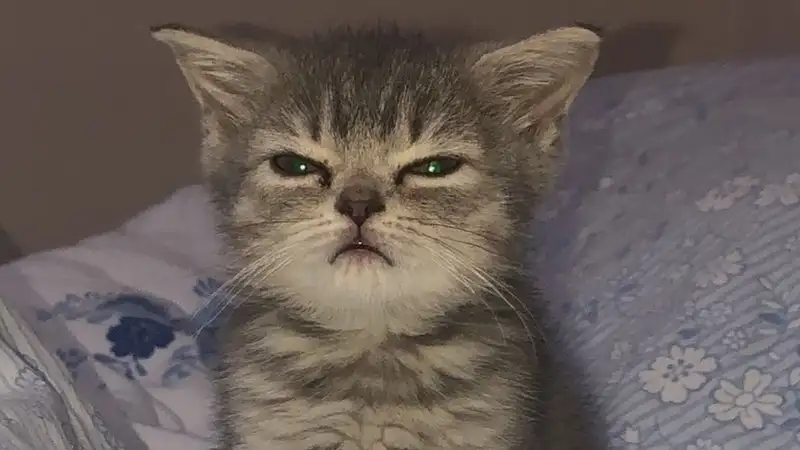 Vô tri meme với đôi mắt nghi hoặc hài hước