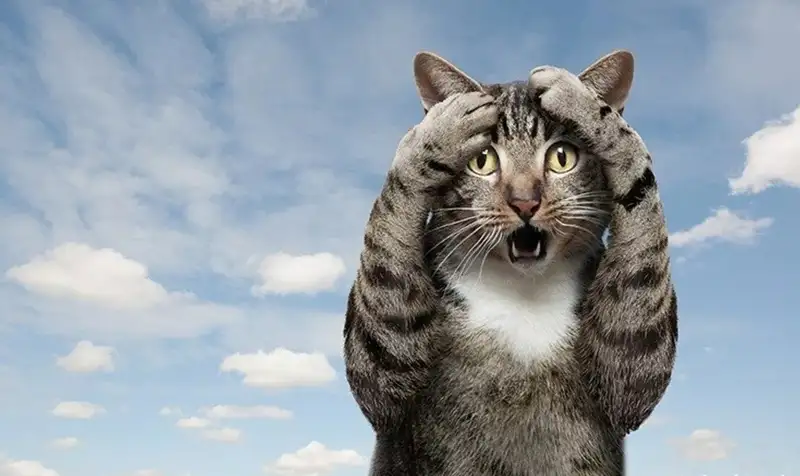 Vô tri meme lan tỏa niềm vui đến mọi người