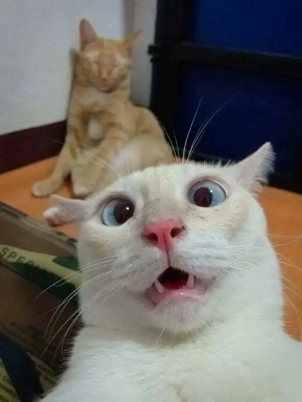 Meme vô tri với biểu cảm ngơ ngác