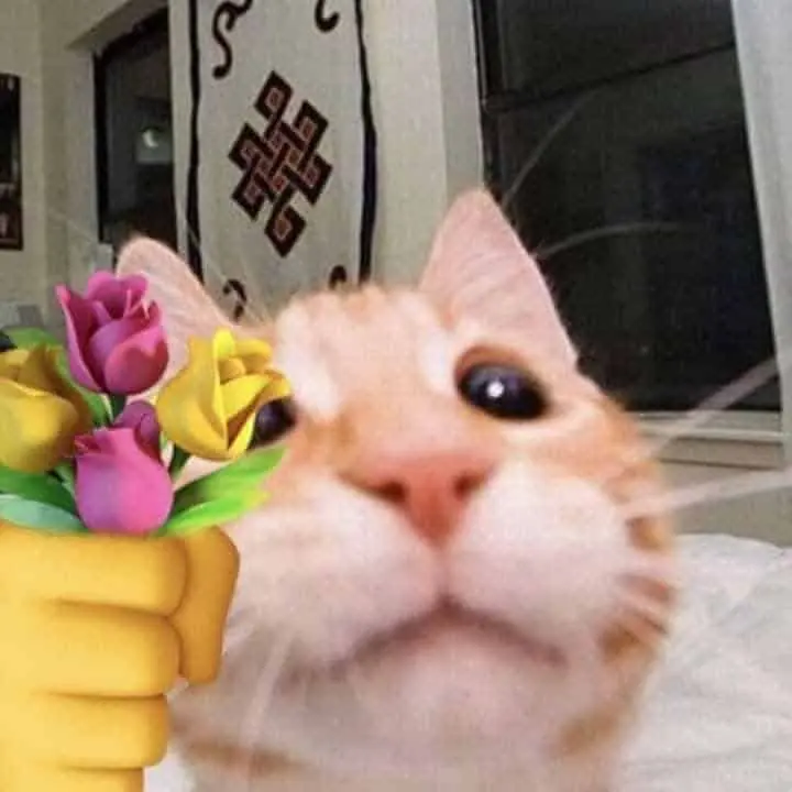 Meme mèo tặng hoa với biểu cảm dễ thương