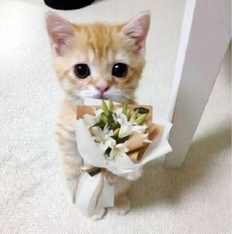 Meme mèo tặng hoa truyền tải tình cảm