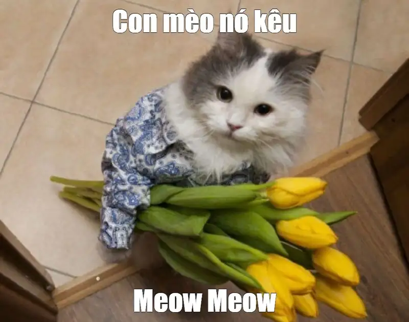 Meme mèo tặng hoa khơi dậy cảm giác hạnh phúc