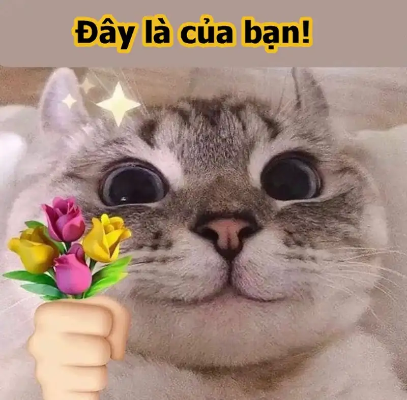 Meme mèo tặng hoa làm người xem cảm thấy hạnh phúc