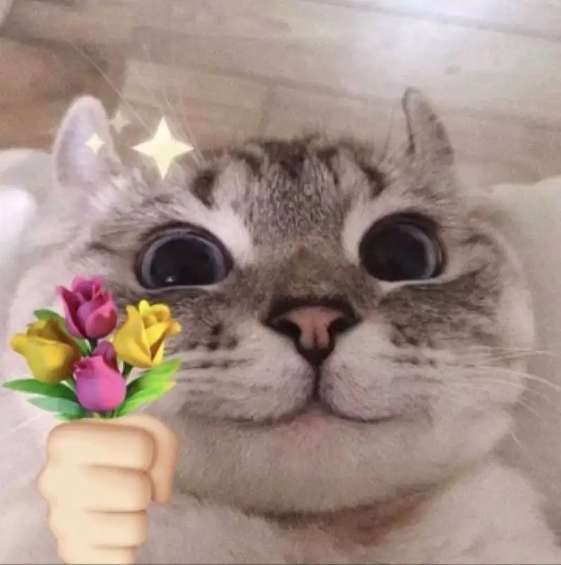 Meme mèo tặng hoa mang lại niềm vui cho người xem
