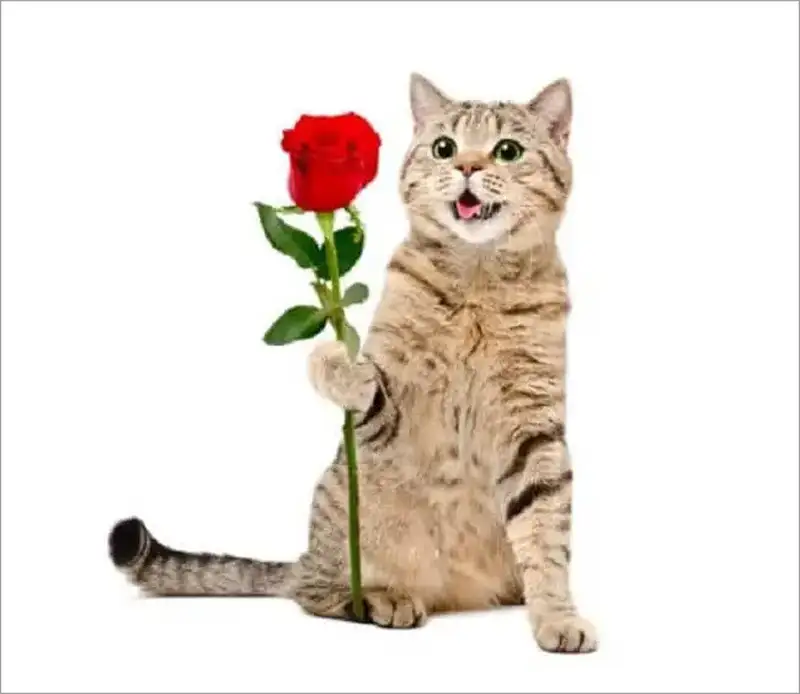Meme mèo tặng hoa khiến mọi người cảm thấy vui vẻ