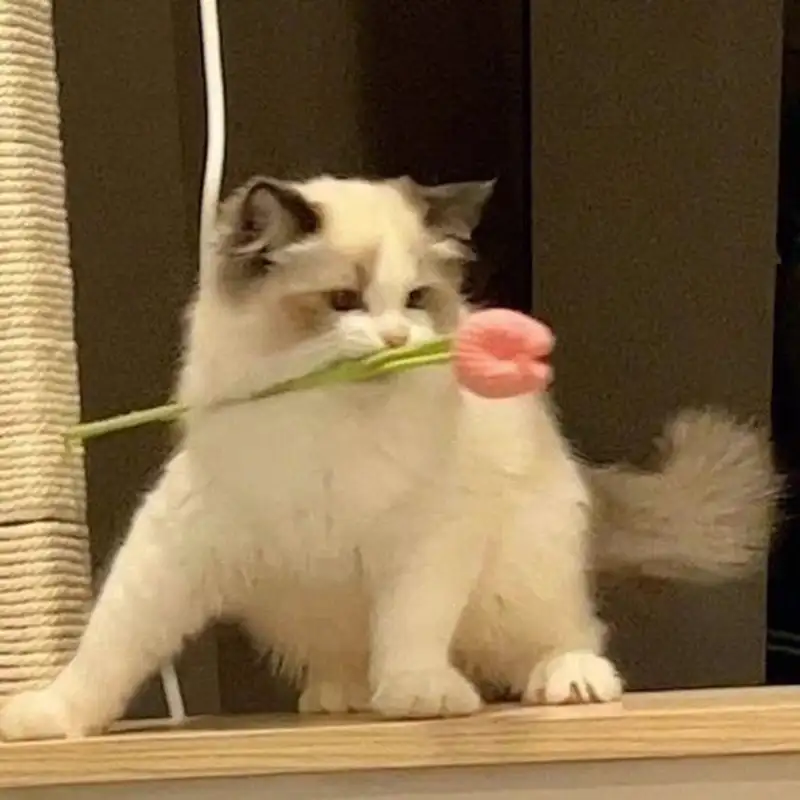 Meme mèo tặng hoa khiến người xem cảm thấy dễ chịu